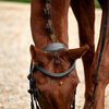 Dublin Padded Flash Bridle