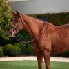 Dublin Patent Bridle