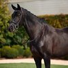 Dublin Padded Patent Flash Bridle
