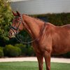 Dublin Patent Bridle