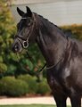 Dublin Padded Patent Flash Bridle