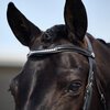 Dublin Padded Patent Flash Bridle