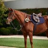 Dublin 5 Point Event Breastplate