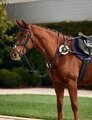 Dublin 5 Point Event Breastplate