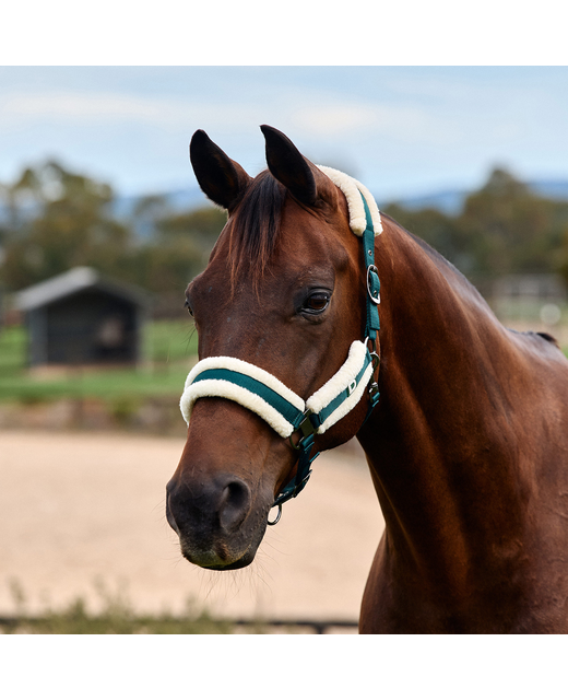 Dublin Soft Fit Headcollar