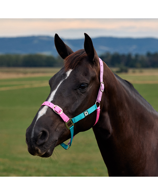 Dublin Everyday Headcollar