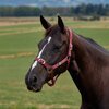 Dublin Everyday Headcollar