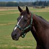 Dublin Everyday Headcollar