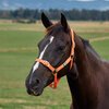 Dublin Everyday Headcollar
