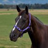 Dublin Everyday Headcollar