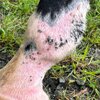 Eco Horse Sulphur Soothe Cream 