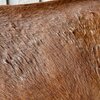 Eco Horse Sulphur Soothe Cream 