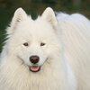 Eco Dog Blurple Sham-Pooch