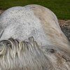 Eco Horse Grease Release Shampoo