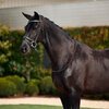 Dublin Crystal Flash Bridle
