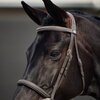 Dublin Padded Fancy Stitched Hunt Bridle 