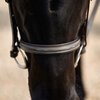 Dublin Padded Fancy Stitched Hunt Bridle 