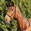 Dublin Leather Bitless Bridle