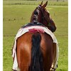 Saxon Kool Coat Cotton Sheet Standard