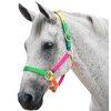 RM Rainbow Head Collar