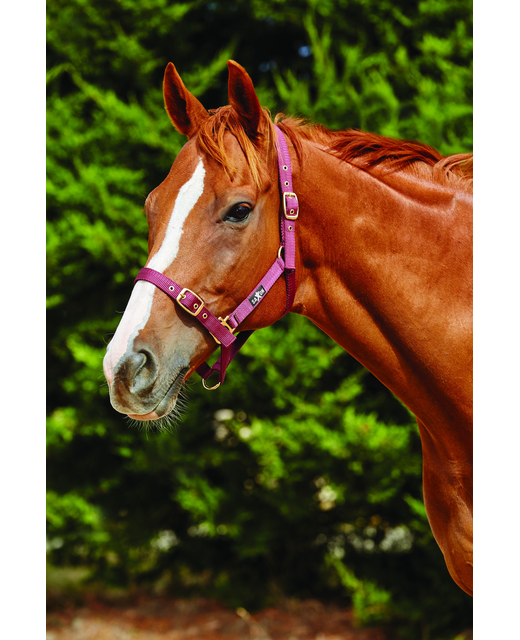 Saxon Nylon Brass Webbing Halter 