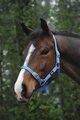 Saxon Nylon Brass Webbing Halter 