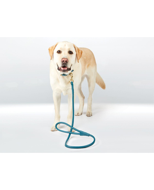 Weatherbeeta Rolled Leather Dog Lead DogDog Accessories Richmond Saddlery Weatherbeeta YES