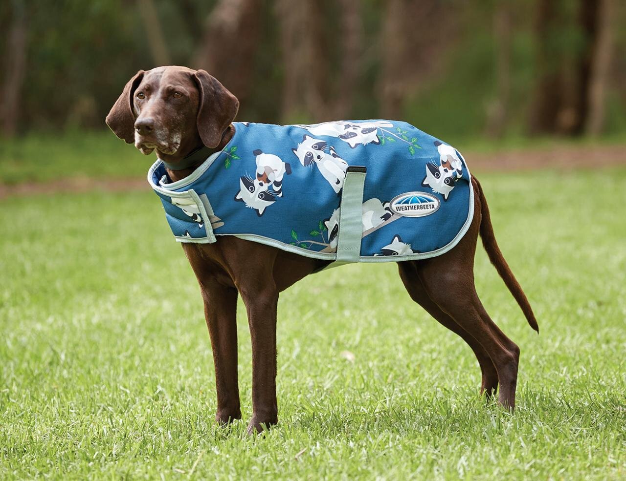 Weatherbeeta Comfitec Premier Free Parka Dog Coat Medium Raccoon Dog Dog Rugs Richmond Saddlery Weatherbeeta