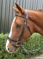 Peter Horobin Crnk Padded Warmblood