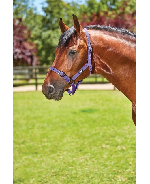 Roma Coordinate Headcollar