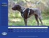 Weatherbeeta Explorer Dog Harness