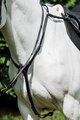 Cavallino Martingale Breastplate With Elastic