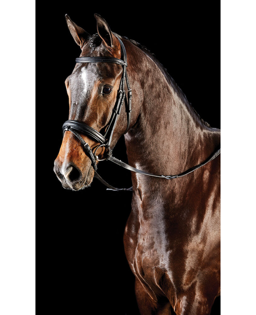 Collegiate Syntovia+ Padded Raised Flash Bridle 