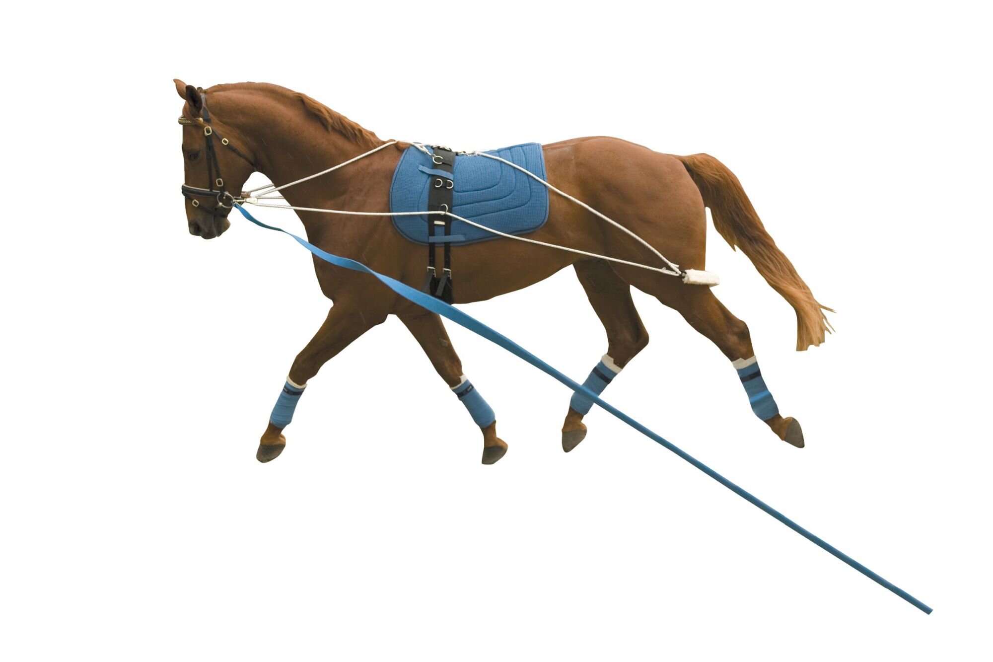 Kincade Lunging System HorseLunging & Training Equipment Richmond