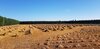 Oaten Hay Chaff