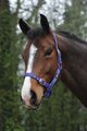 Saxon Nylon Brass Webbing Halter 