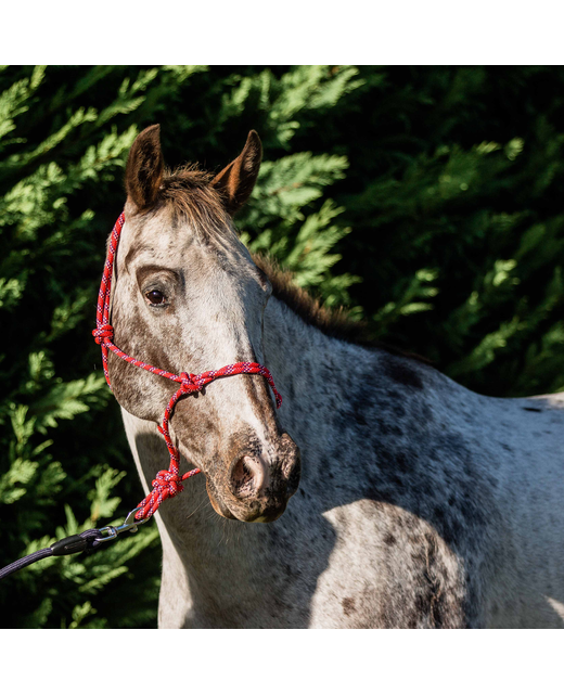 Rope Halter With Multi Fleck 