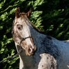 Rope Halter With Multi Fleck 