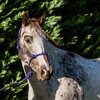 Rope Halter With Multi Fleck 