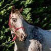 Rope Halter With Multi Fleck 