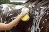 Equine SuperGoo Super Shampoo