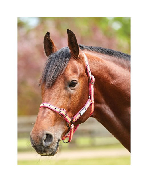 Roma Stripe Headcollar